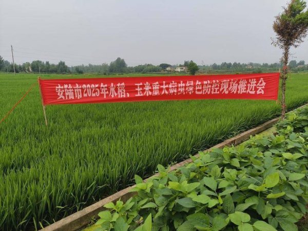 互盈在线 安陆绿色防控现场会：AI智能监测为“虫口夺粮”装上“慧眼”