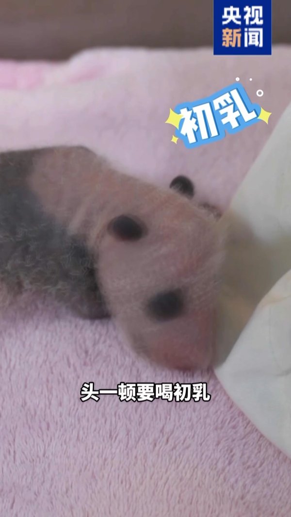 华盛通 新生大熊猫宝宝首次组团亮相 总台记者探访“最萌产房”