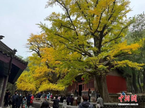 好易配资 五百年连理银杏披“金甲” 晋祠秋色迎最佳观赏期